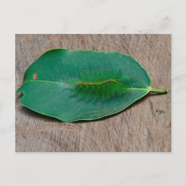 Rainforest Camouflage Postcard (Front)