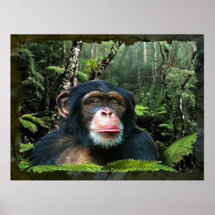 "RAINFOREST DREAMS II" Chimpanzee Art Poster