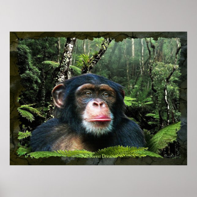 "RAINFOREST DREAMS II" Chimpanzee Art Poster (Front)