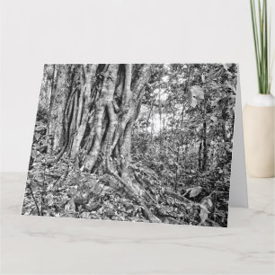 Rainforest Giant Art Card South Australia