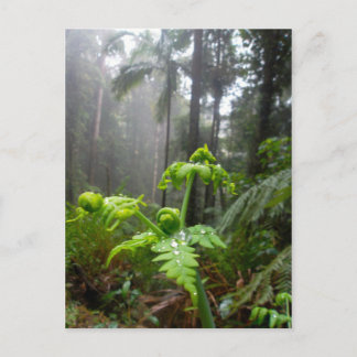 Rainforest Leaves with Dew Droplets Postcard