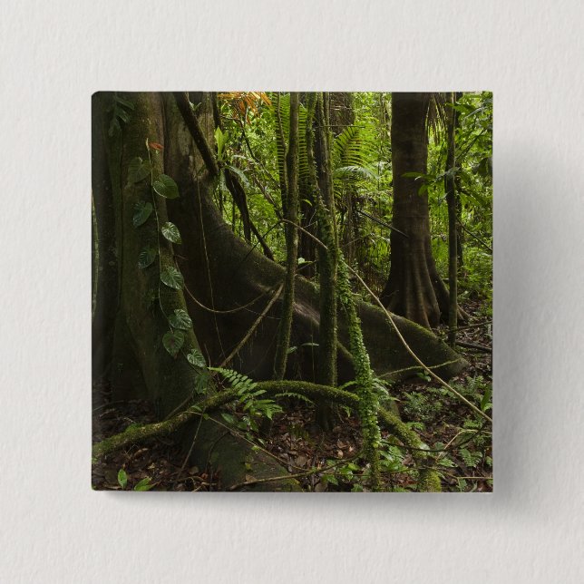 Rainforest, Mapari River North Rupununi, 2 Inch Square Button (Front)