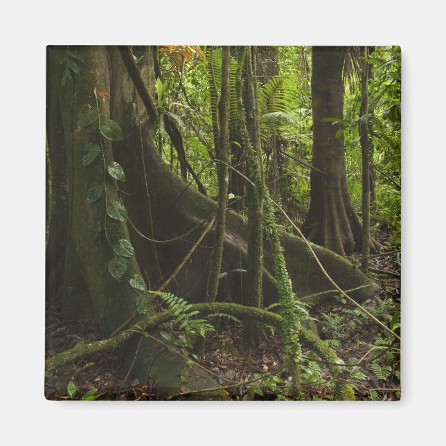 Rainforest, Mapari River North Rupununi, Magnet (Front)