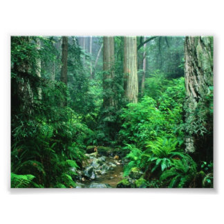 Rainforest Photo