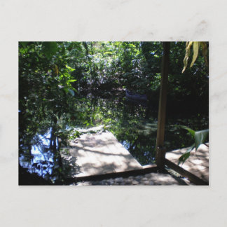 Rainforest Postcard
