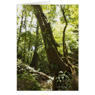 rainforest view, Dominica