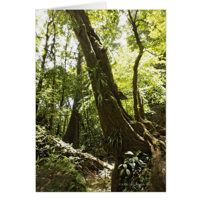 rainforest view, Dominica (Front)