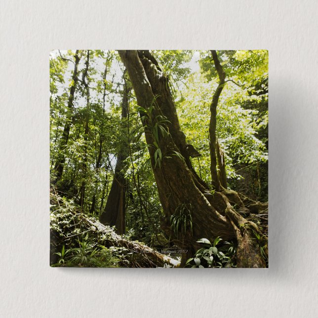 rainforest view, Dominica 2 Inch Square Button (Front)