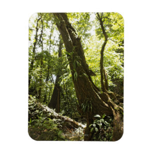 rainforest view, Dominica Magnet