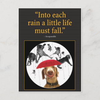 Raining Cats! Postcard