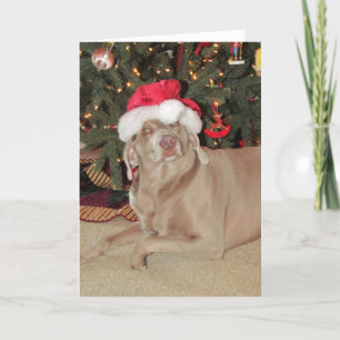 Rain's Christmas - Weimaraner Dog Christmas Card
