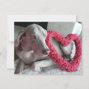 Rain's Love - Weimaraner Dog Valentine - Flat Card