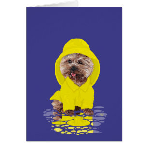 Rainy Day Cairn Terrier