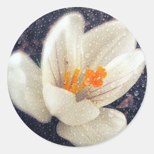 Rainy Day Crocus Classic Round Sticker (Front)