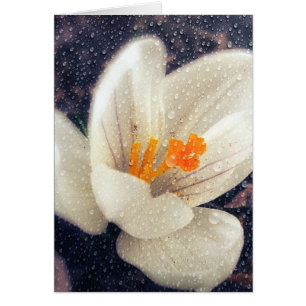 Rainy Day Crocus Flower