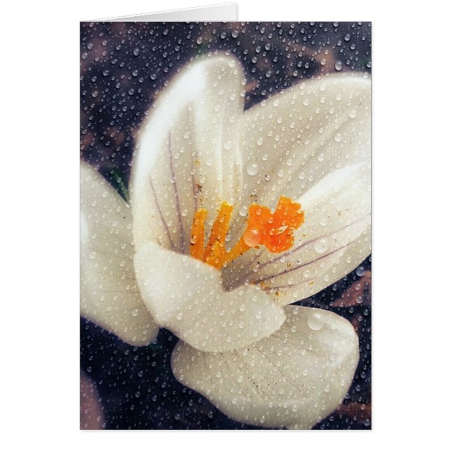 Rainy Day Crocus Flower (Front)