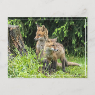 Rainy Day Friends Postcard