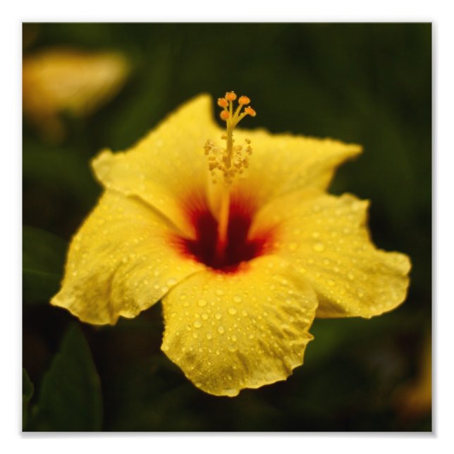 Rainy Day Hibiscus Photo Print (Front)