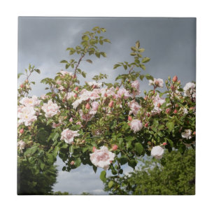 Rainy day in rose garden tile