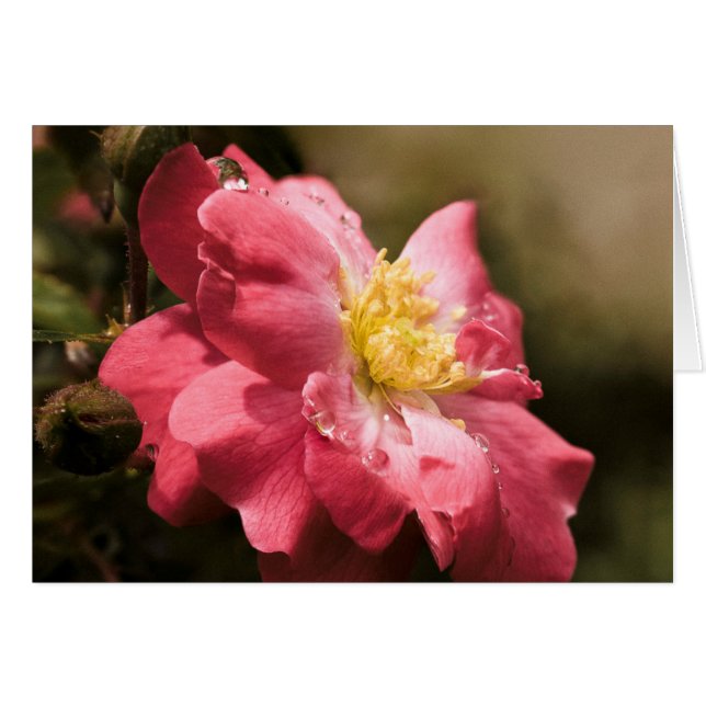 Rainy Day Rose (Front Horizontal)
