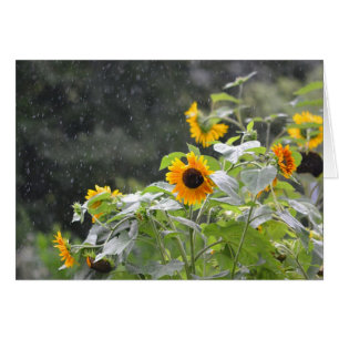 Rainy Day Sunflowers