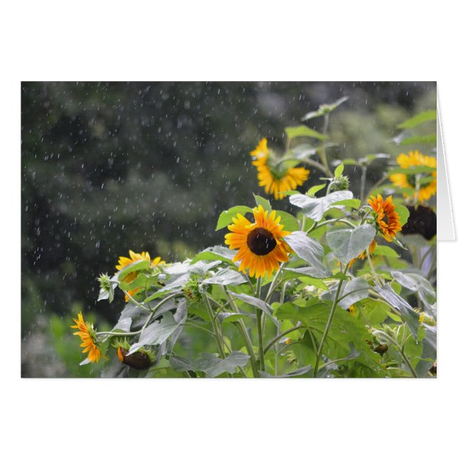 Rainy Day Sunflowers (Front Horizontal)