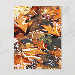 Rainy Fall Leaves Postcard