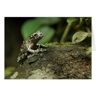 Rainy Frog