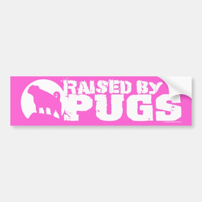 RAISED BY PUGS Pink Bumper Sticker (Front)