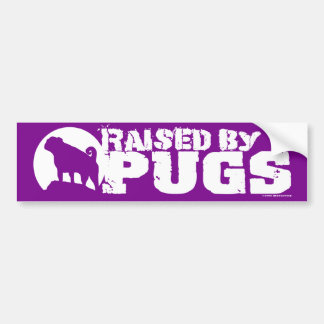 RAISED BY PUGS Purple Bumper Sticker