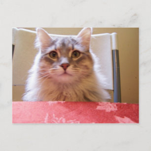Raisin aventures Carte postale