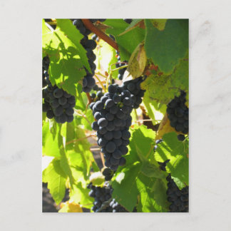 Raisins - Carte postale