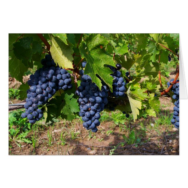 Raisins de concorde sur la carte blanche de vigne (Devant horizontal)