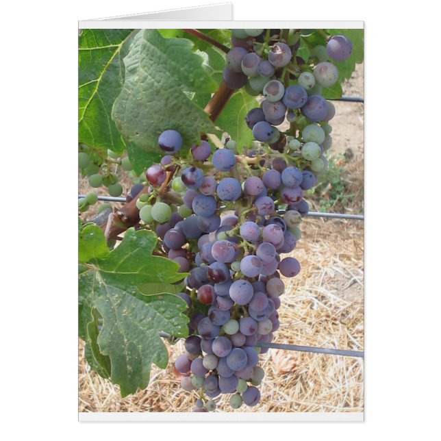 Raisins de Napa Valley (Devant)