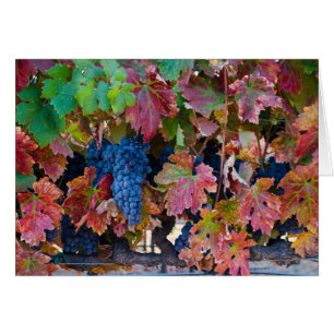 Raisins merlot