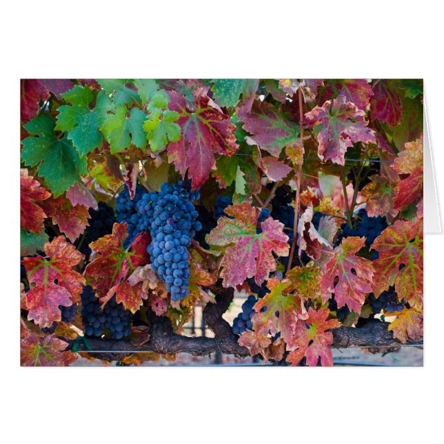 Raisins merlot (Devant horizontal)