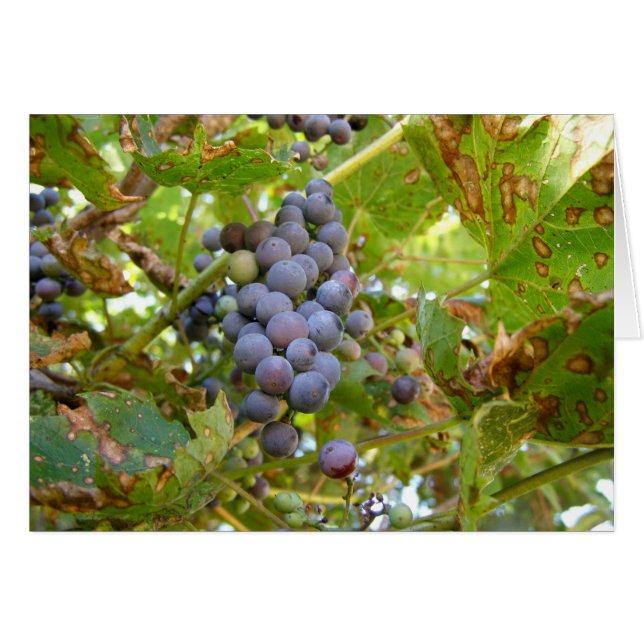Raisins sauvages (Devant horizontal)