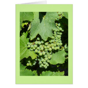 Raisins sur la vigne