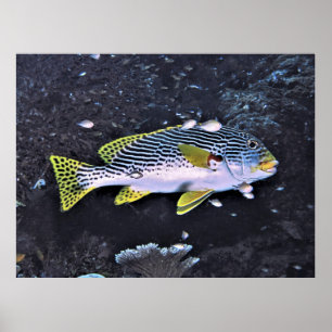 Raja Ampat Sweetlips Poster