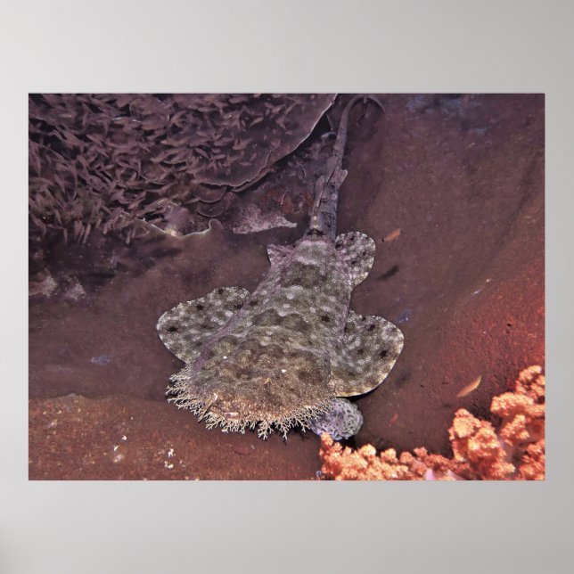 Raja Ampat Wobbegong Poster (Front)