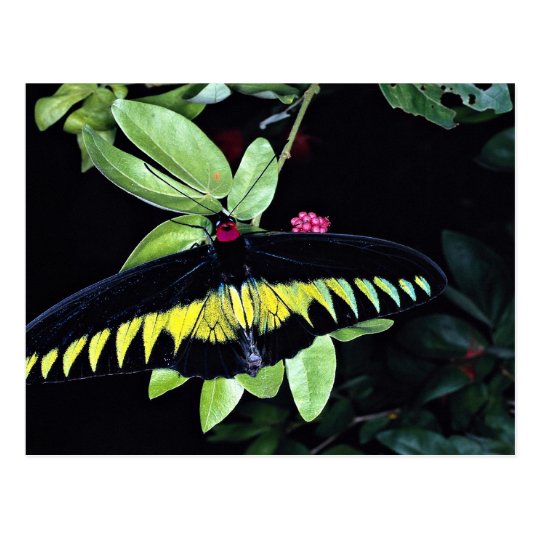 Rajah Brooke's male birdwing, Malaysia Postcard