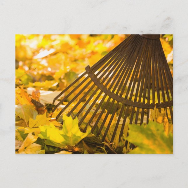 Rake And Leafs Postcard (Front)
