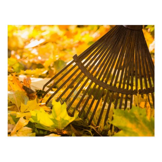 Rake And Leafs Postcard