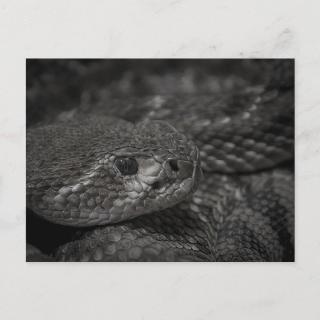 Ralph the Reptile Postcard (Front)