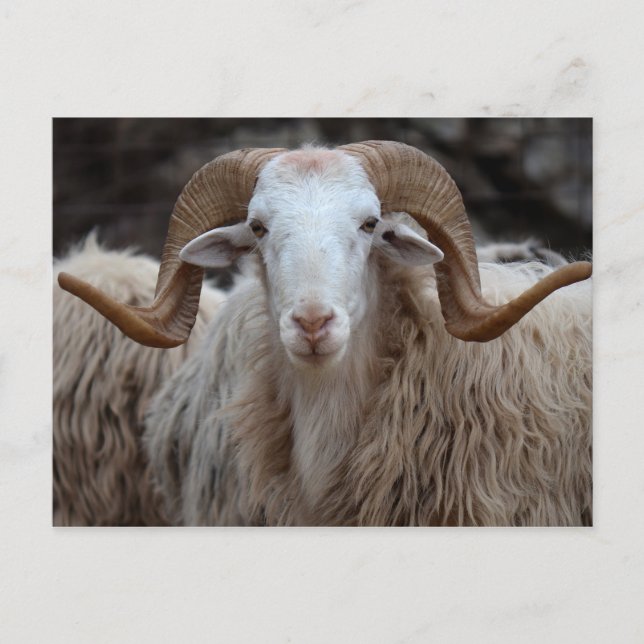 Ram - Animal Postcard (Front)