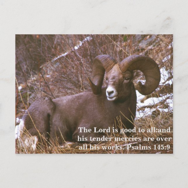 Ram bible verse postcard (Front)