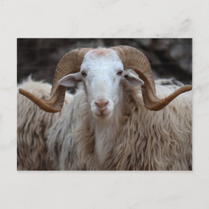 Ram - Carte postale animale