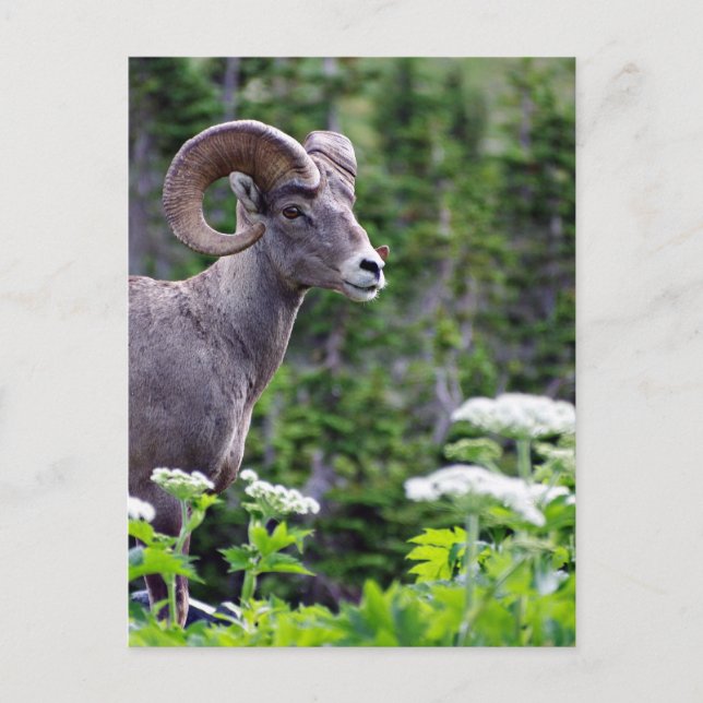 Ram in a Field Postcard (Front)