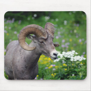 Ram - Smelling the Flowers Mouse Pad