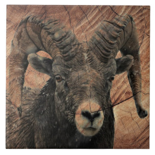 Ram Tile